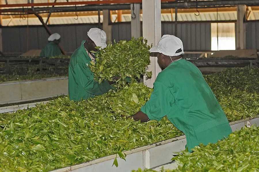 Traditional Tea Processing Techniques — traditional crafts tradition